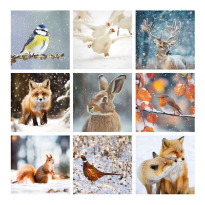 Winter Wildlife